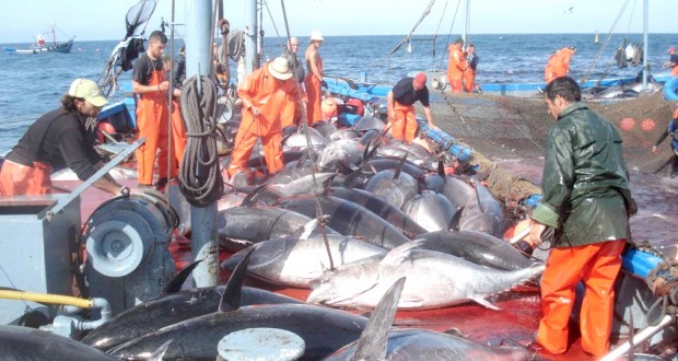 Pêche au thon rouge: lancement de la campagne 2019
