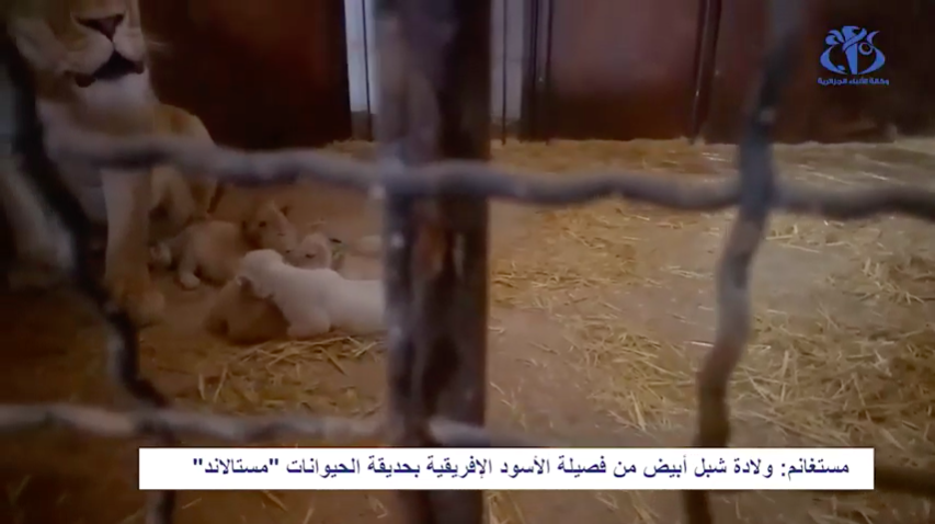 Naissance d’un lion blanc dans le zoo de Mostaganem, Mostland