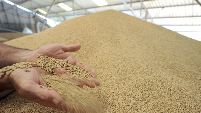 L’Algérie a importé 4,6 millions de tonnes de blé tendre depuis la France durant la saison 2018/2019