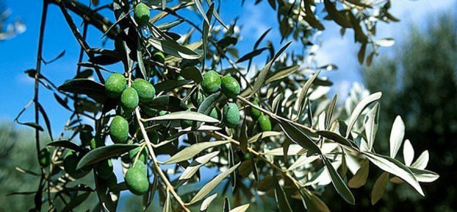 Tizi Ouzou : Une wilaya engagée dans la restructuration de la filière oléicole