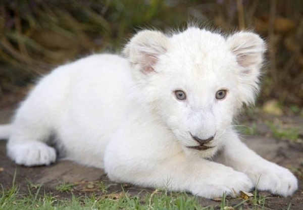 Mostaganem/ Parc zoologique: naissance de quadruplés lionceaux dont un très rare
