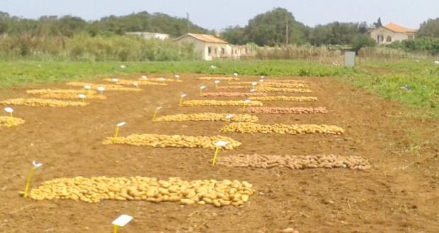 Phœniciculture dans le Ghaout d’El-Oued : Un véritable patrimoine agricole et touristique