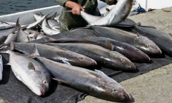 Thon rouge: un quota de 1437 tonnes pour la campagne de pêche 2019