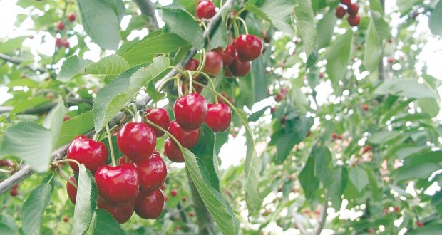Cueillette des cerises : La campagne bat son plein à Tlemcen