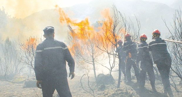 Bordj Bou Arreridj: près de 60 ha de forêts et de récoltes ravagés par les flammes