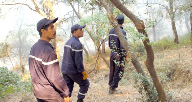 Campagne de lutte contre les feux de forêts : Mobilisation de plus de 240 agents à Mostaganem