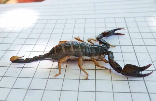 Une cinquantaine de décès sont enregistrés annuellement : Le ministère de la Santé alerte sur les piqûres scorpioniques