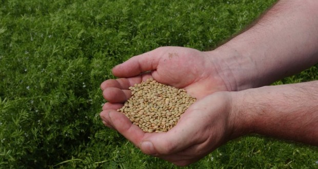 Mascara : Plus de 3 000 ha réservés à l’intensification des semences de céréales