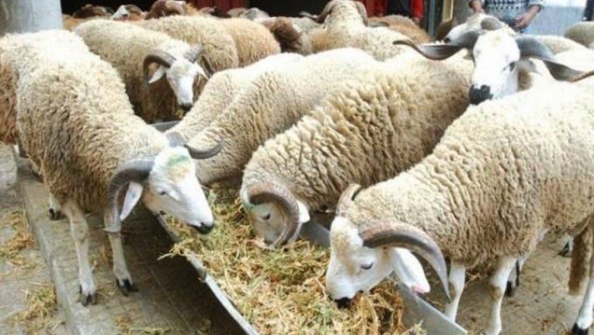 Baisse des prix des moutons et cherté des aliments du bétail  Le dilemme des éleveurs