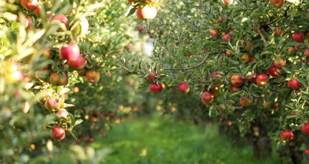 Arboriculture à Saïda : Une superficie de 1.100 hectares sera bientôt attribuée
