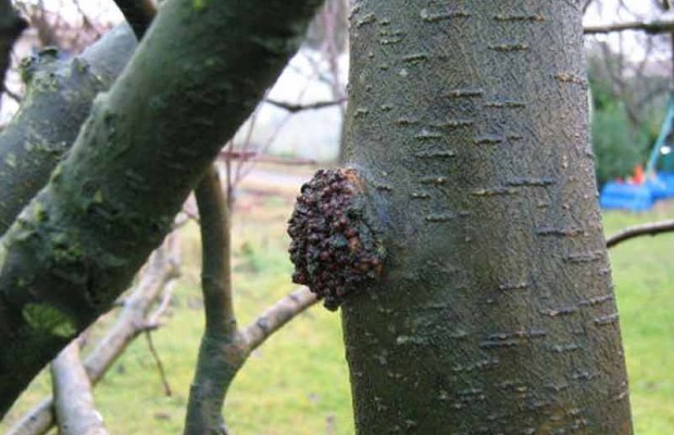 Aïn-Sefra : Une maladie inconnue menace le bois de Boulogne