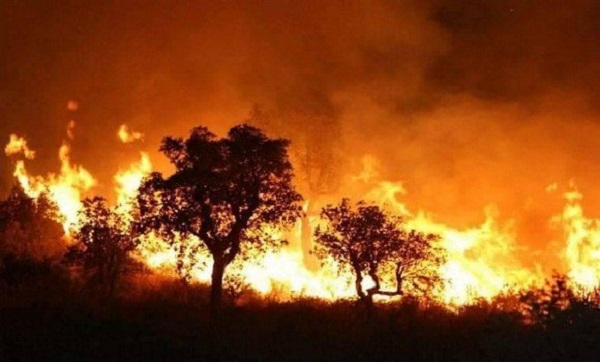 Multiplication des feux de forêts à Bouira : la faune et la flore menacées