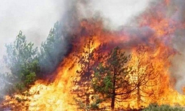 Feux de forêt : Plus de 3000 hectares de forêts partent en fumée en 72 heures