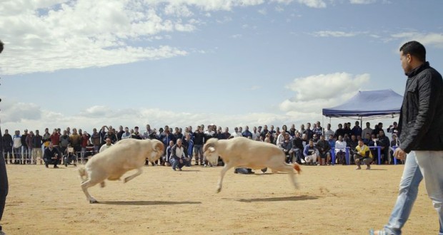 14e Festival du film arabe au Brésil : Deux films algériens seront projetés