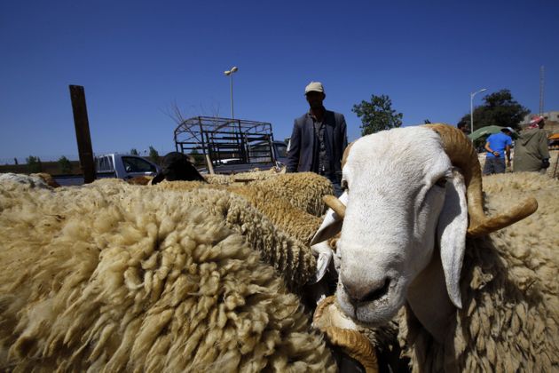 Abattage des animaux: les chaînes de télévision invitées à réexaminer leur couverture