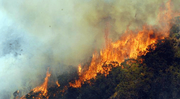 Feux de forêts à Constantine : deux hélicoptères bombardiers en renfort pour circonscrire les flammes