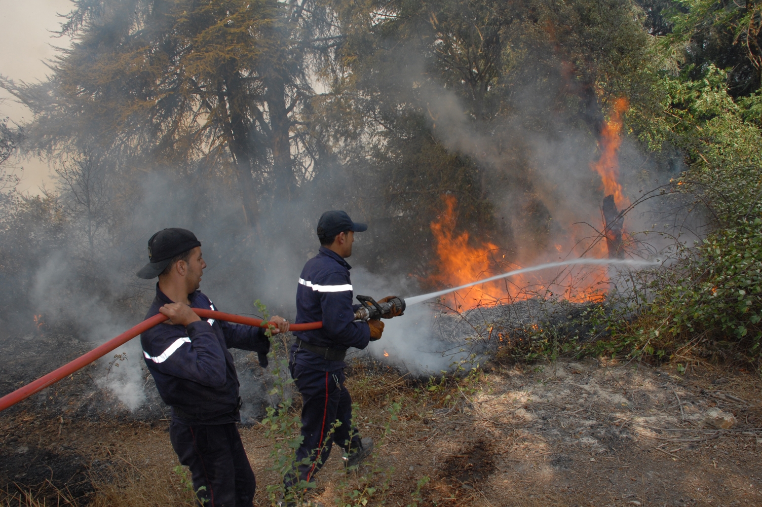 Incendies à Jijel et Béjaïa : ouverture d’une enquête pour spécifier les causes des départs de feu