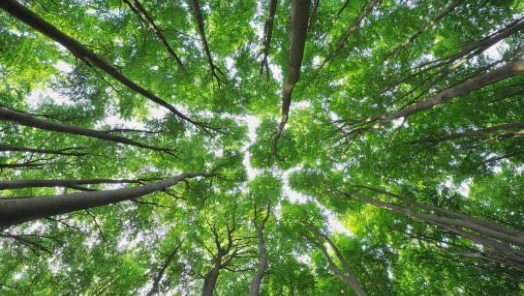 Revalorisation des forêts: introduction de techniques modernes et renforcement de la formation