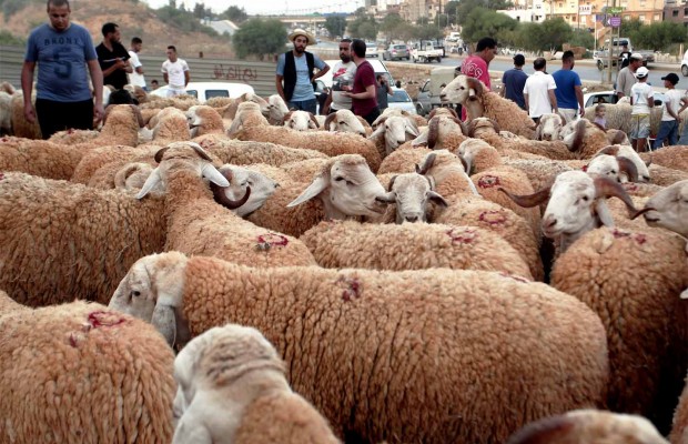 Prix du Mouton : Des baisses sensibles sont attendues