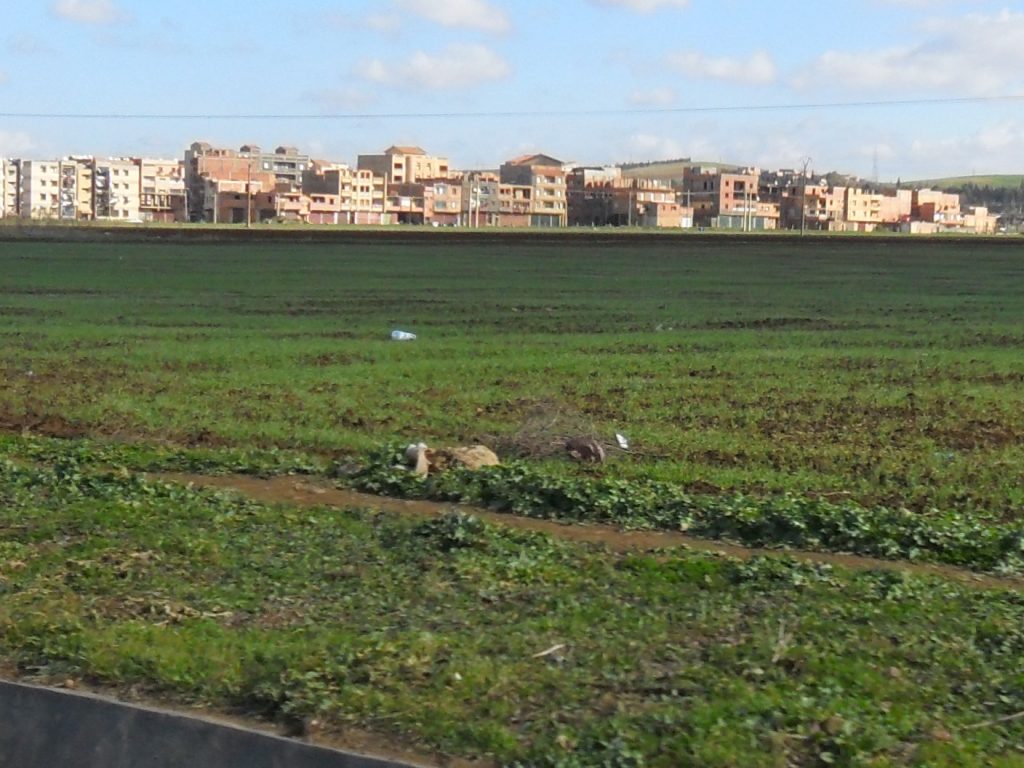 Foncier à Alger: 20 dossiers d&rsquo;investisseurs défaillants présentés à la justice