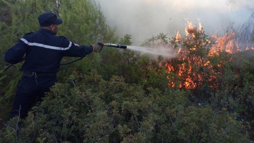 Les incendies ont ravagé plus d’un millier d’hectares  Comment protéger nos forêts ?