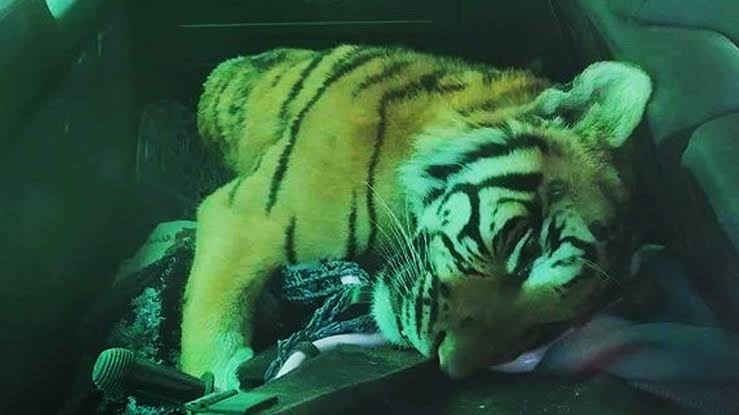 Tigre abattu à Touggourt : Vague d’indignation sur les réseaux sociaux