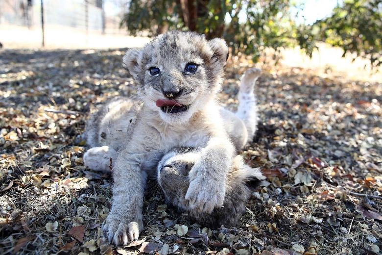 Naissance de deux lionceaux au parc animalier Bordj Blida de Jijel