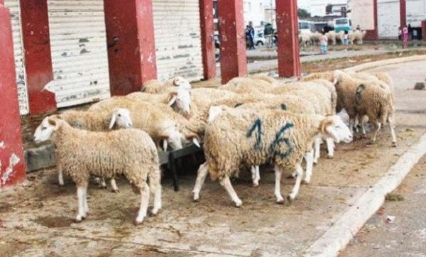 Aïd El Adha : le ministère de l’Environnement appelle les walis à préserver l’hygiène