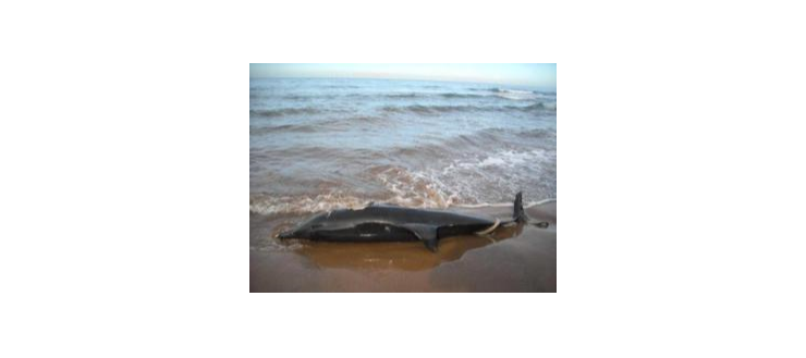 Jijel : échouage d’un dauphin sur la plage Challaoula