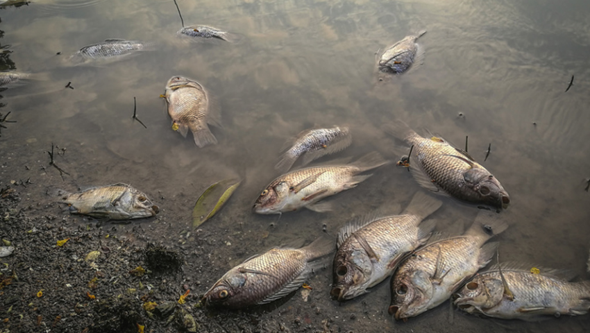 Pollution du barrage de Taksebt à Tizi Ouzou : La direction de l’ADE rassure