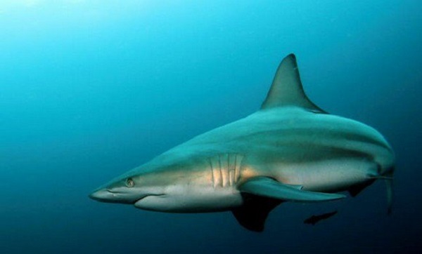 Interdiction de la pêche du requin soyeux dans les eaux sous juridiction nationale