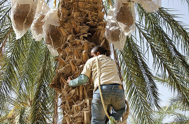 Datte algérienne : Deglet Nour veut se relancer à l’export