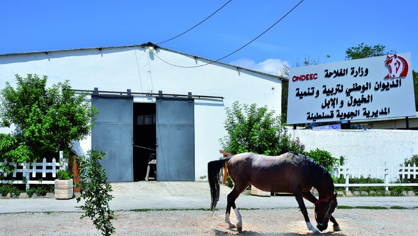Office National de Développement des élevages équins et Camelins : Les employés sans salaires depuis cinq mois