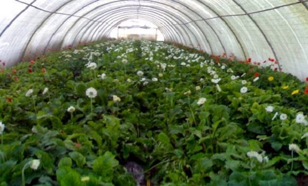 Lancement d’un programme de jumelage algéro-européen pour le renforcement de la qualité des produits végétaux