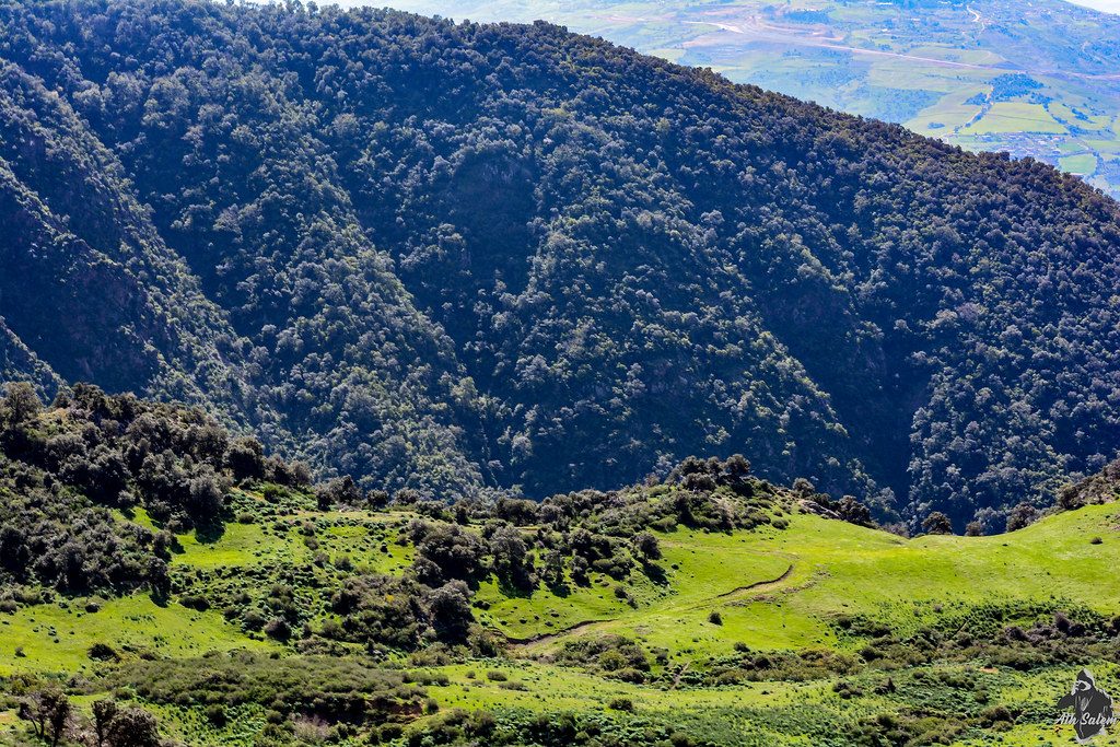 Reboisement: la DGF lance une opération au Parc national de Chréa