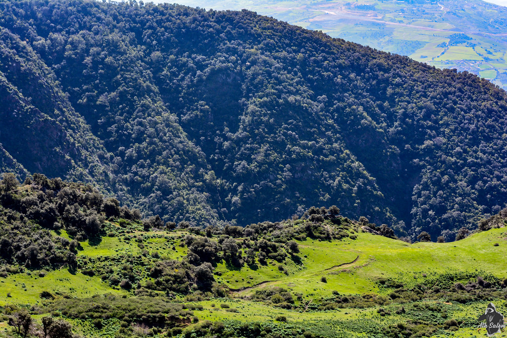 Reboisement: la DGF lance une opération au Parc national de Chréa