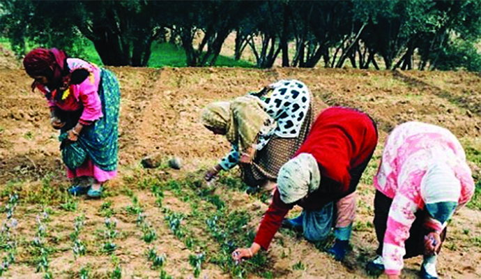 12% des agriculteurs sont des femmes rurales