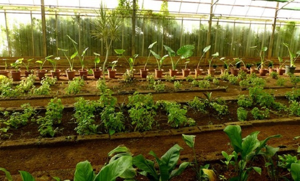 Reboisement: le Groupement de génie rural contribue avec un million d&rsquo;arbustes