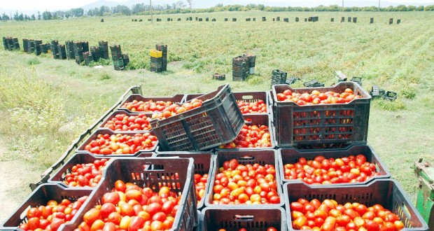 Tomate industrielle : La production multipliée par 10 en l’espace de 10 ans à Aïn-Defla