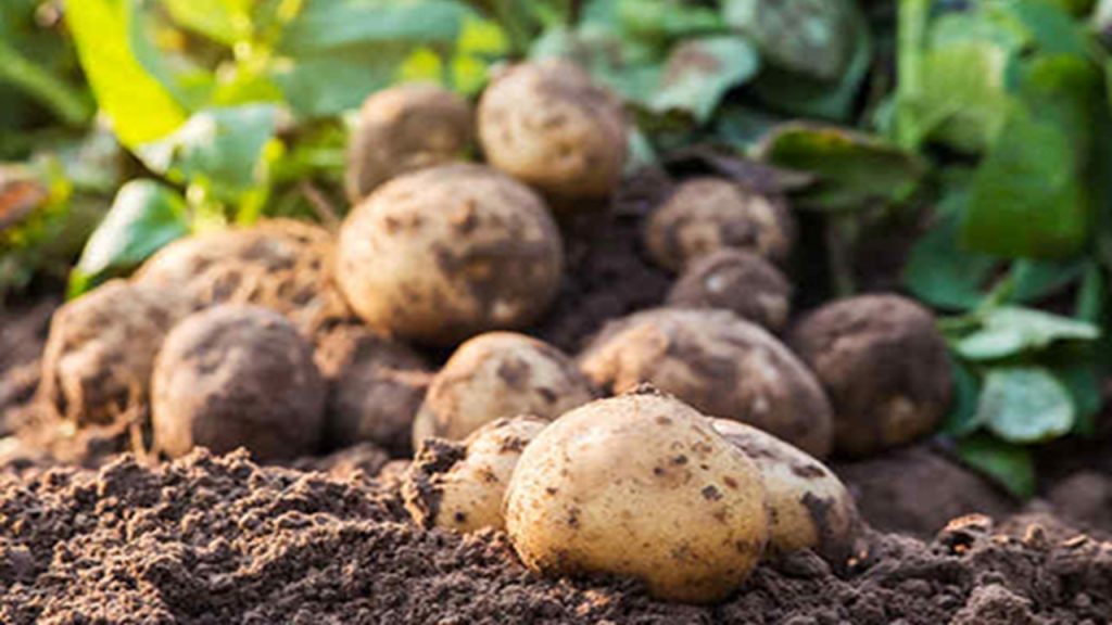 Dynamisation du système « SYRPALAC » dans la filière de pomme de terre