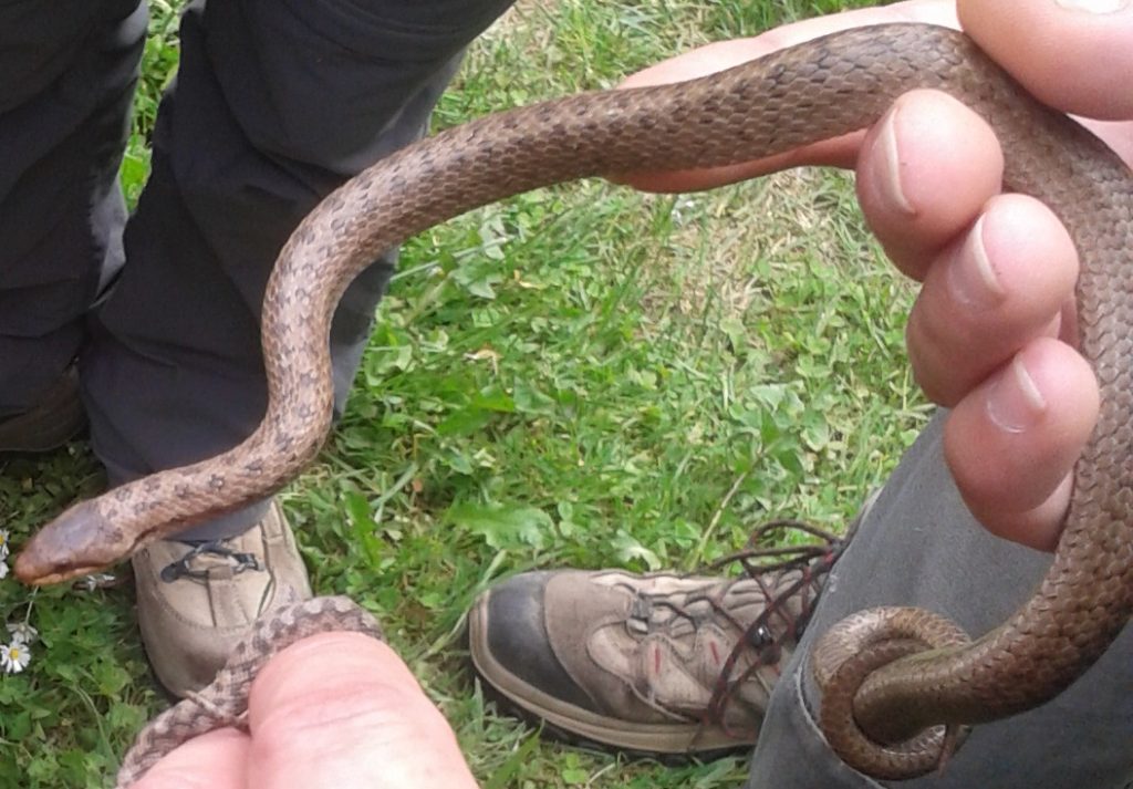 Apparition de serpents à Tizi Ouzou : les explications des spécialistes