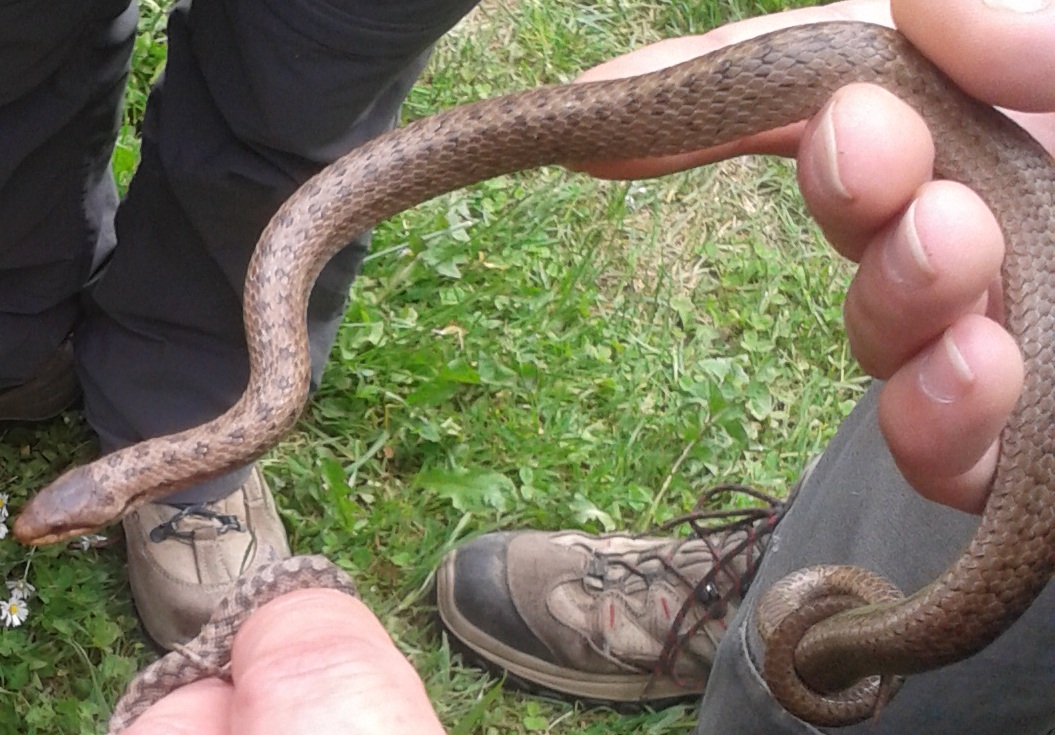 Apparition de serpents à Tizi Ouzou : les explications des spécialistes