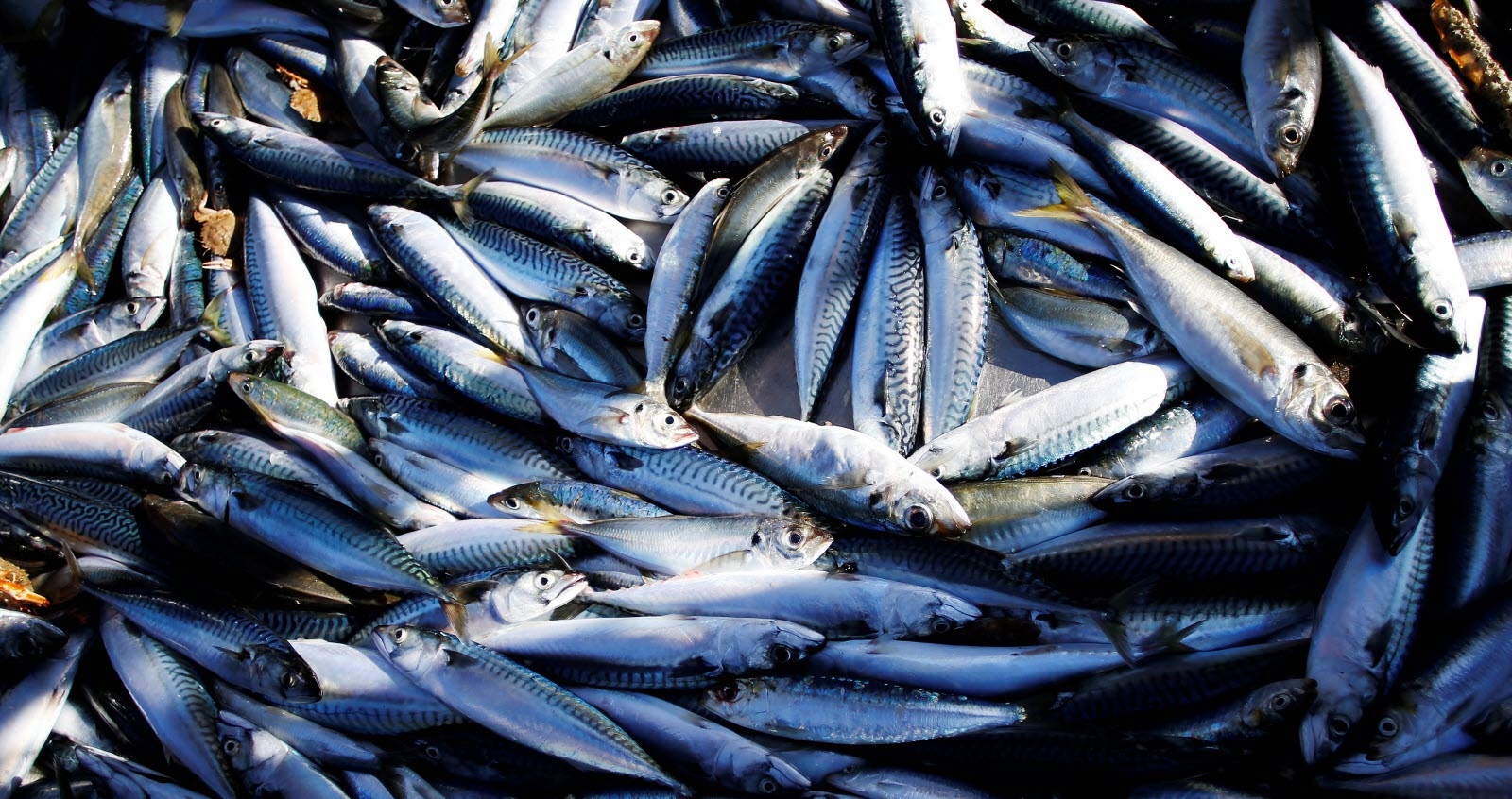L’Algérie importe 15 tonnes de poisson