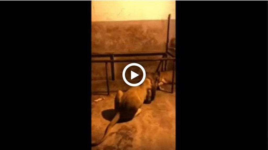Vidéo | Conditions de vie déplorable des animaux au parc zoologique de Ben Aknoun