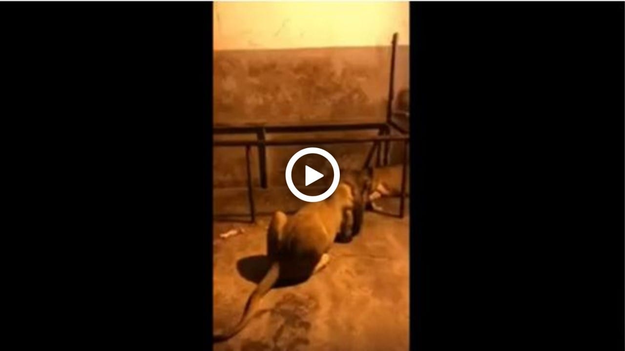 Vidéo | Conditions de vie déplorable des animaux au parc zoologique de Ben Aknoun