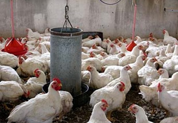 Chute libre des prix du poulet vivant destiné à l’abattage