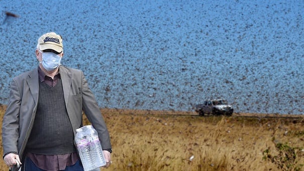 L’Algérie risque une invasion de criquets pèlerins