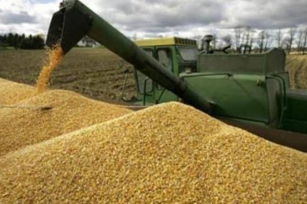 Approvisionnement en blé : L’Algérie achète 600 000 tonnes de blé