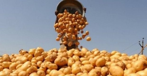 Coronavirus en Algérie : 1.400 tonnes de pomme de terre mise sur le marché