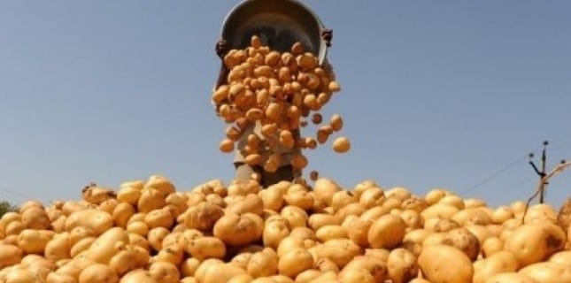 Coronavirus en Algérie : 1.400 tonnes de pomme de terre mise sur le marché